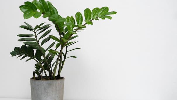 No es la lengua de suegra: la planta que atrae prosperidad al colocarla en la puerta de la casa