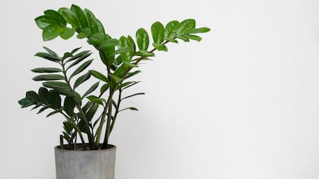 Cómo cuidar las plantas en vacaciones: el truco casero para que se rieguen de manera automática