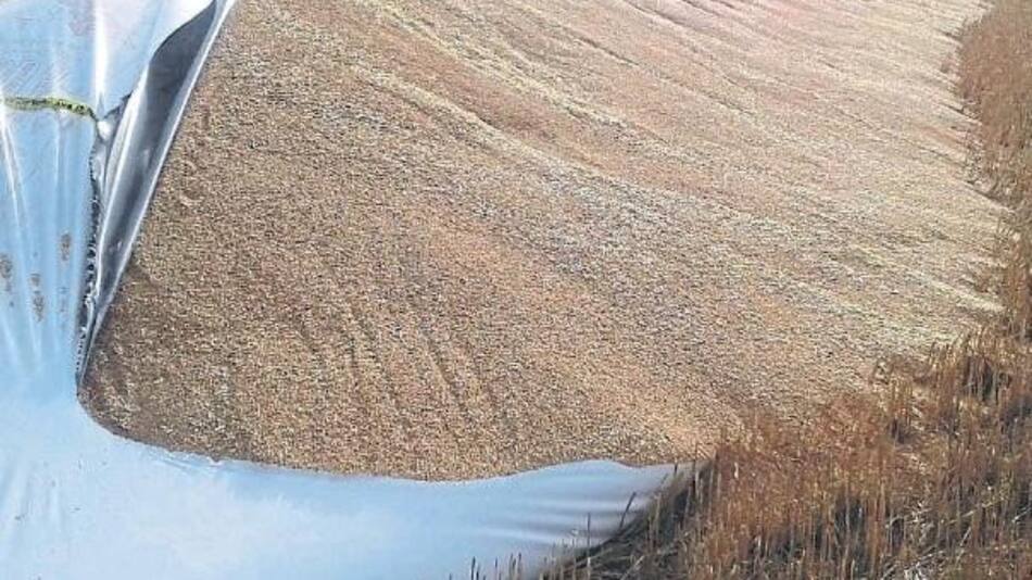 Silobolsa cortada en el campo