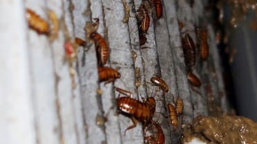 El truco definitivo para deshacerte de las cucarachas está en tu cocina: es uno de los condimentos económicos más usados