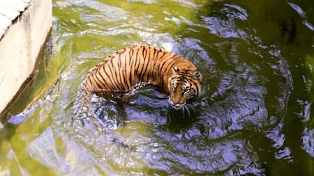 Brisa, la tigresa más longeva de Cordoba. Foto X @DiarioPuntal
