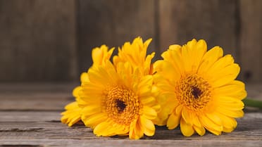 Las cuatro plantas que tenés que tener en primavera para que tu jardín se llene de flores