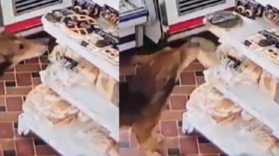 El perrito se volvió viral tras robarse una pastaflora. Foto: captura video.