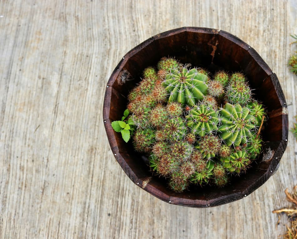 Regalos para el Día del Amigo. Foto: Unsplash.