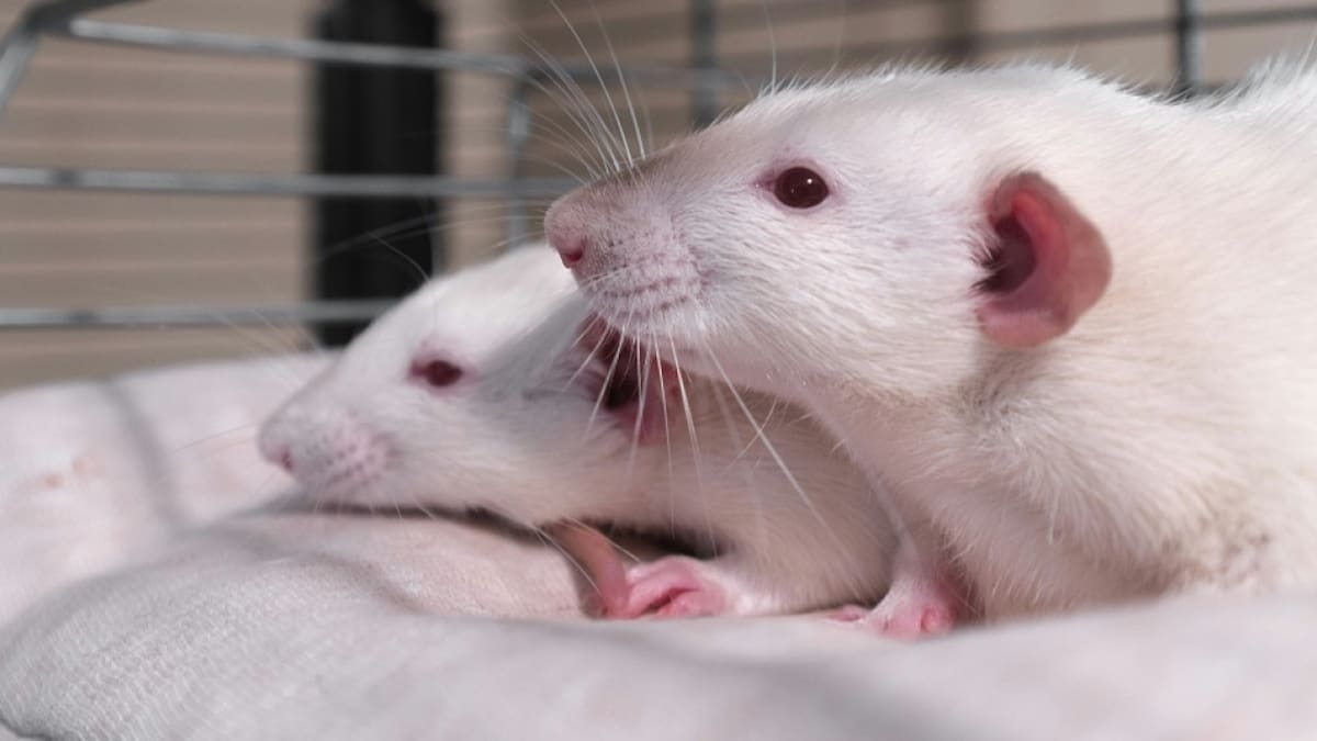 Testeo en animales. Foto: Unsplash.