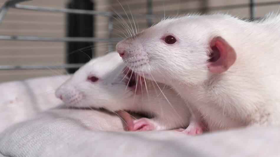 Testeo en animales. Foto: Unsplash.