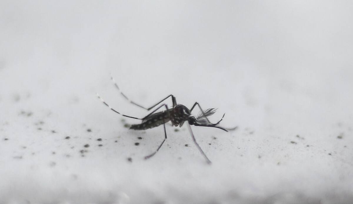 Dengue, casos en el país, Argentina