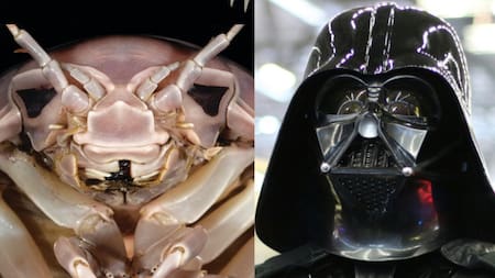 El crustáceo parecido a Darth Vader. Foto: Zookeys/Unsplash
