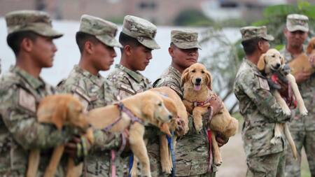 Los perros que salvarán a víctimas de un terremoto e inundaciones en Perú. Foto: EFE