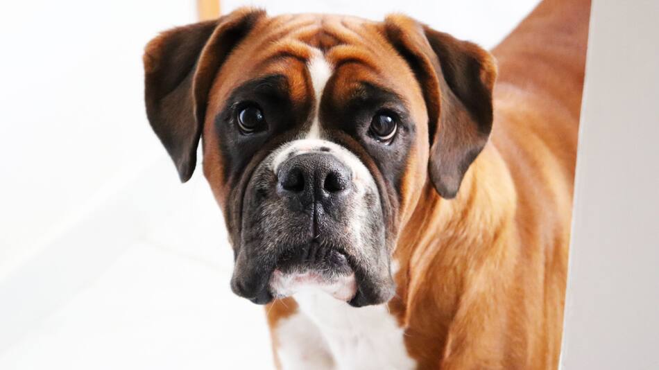 Como cada 4 de Octubre, se celebra el Día Mundial de los Animales. Unsplash.