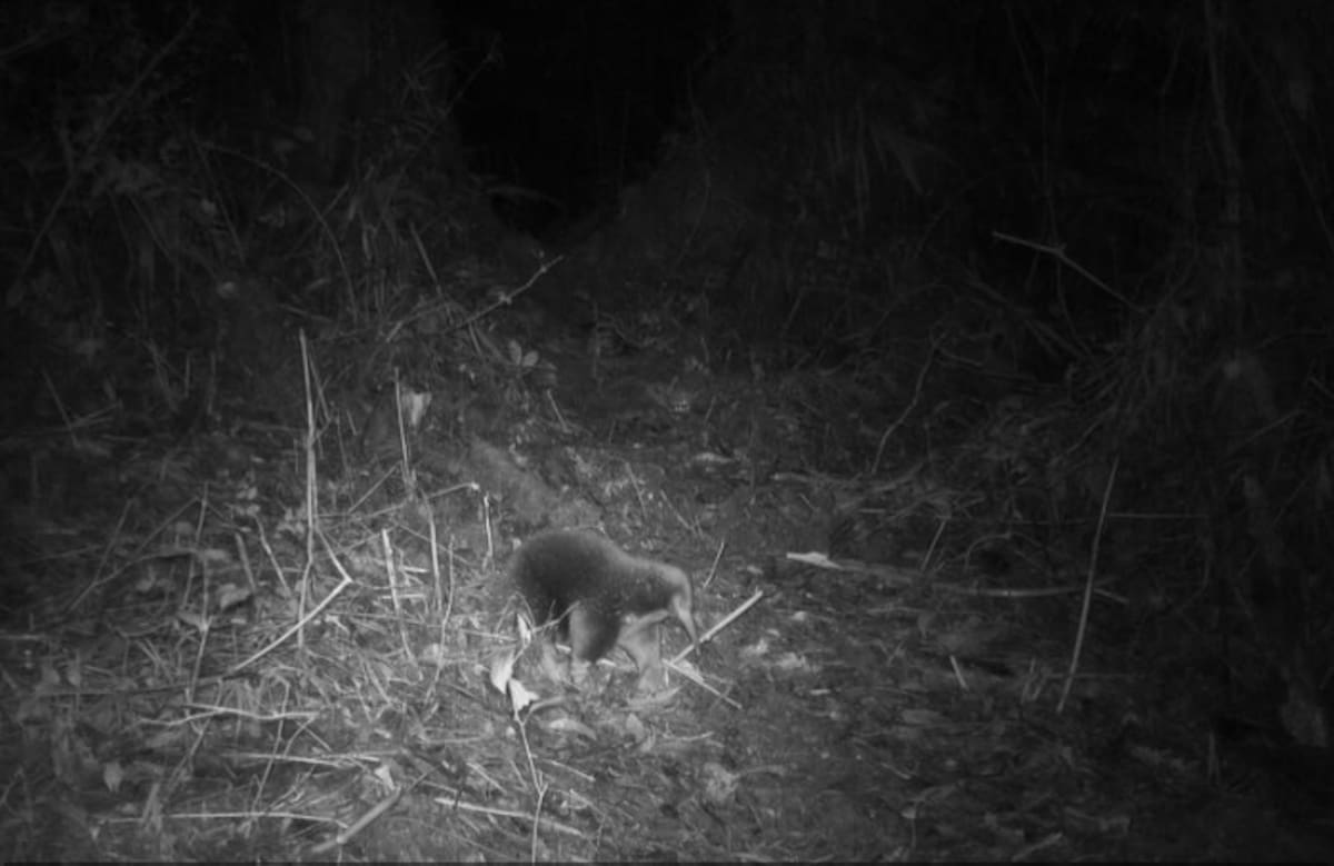 La equidna de Attenborough volvió a aparecer después de 62 años.