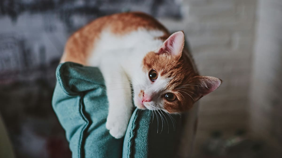 Cómo saber si tu gato está estresado.
