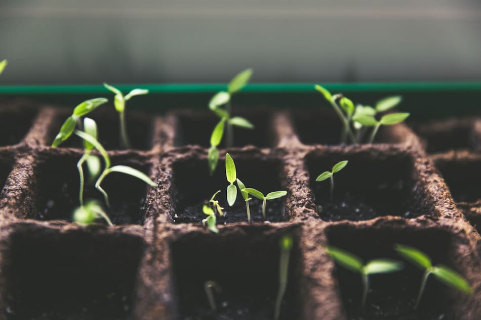 Plantas. Foto: Unsplash