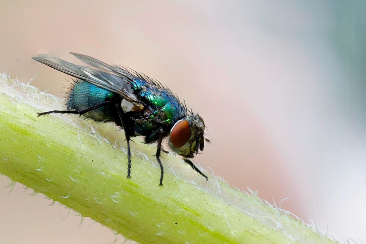 Plaga de moscas. Foto Freepik