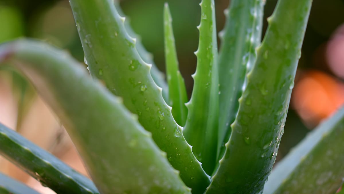 Guía fácil del aloe vera en maceta: cómo elegir el sustrato, prevenir hongos y lograr que crezca sin hojas marrones