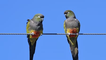 Invasión de loros barranqueros: la verdadera historia detrás de cómo estas aves lograron multiplicarse en grandes ciudades