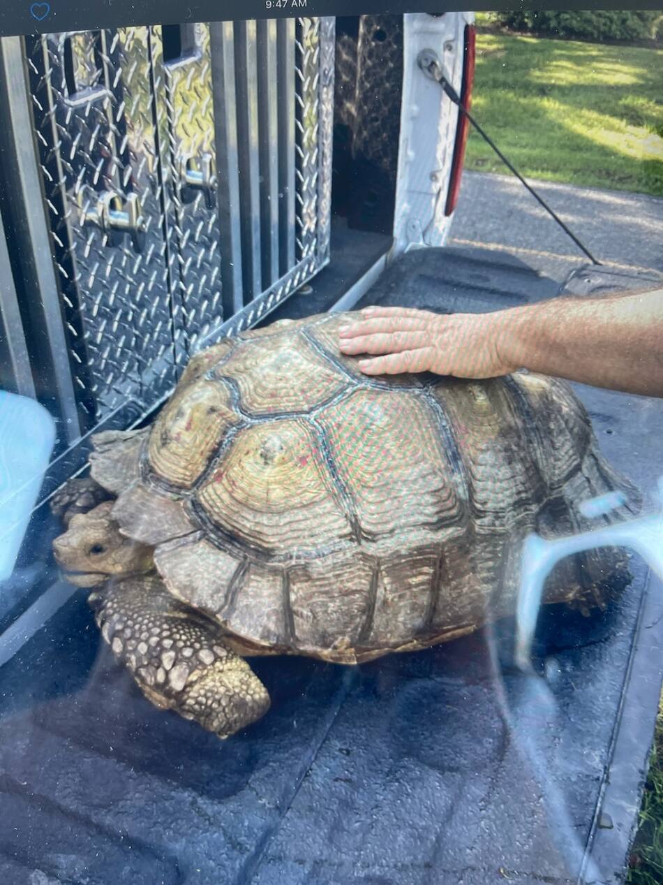 La tortuga Biscuit. Foto: Facebook/ Parish Animal Shelter