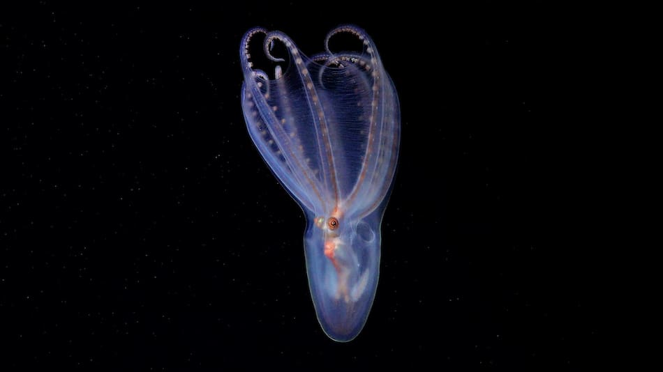 Un asombroso pulpo telescopio (Amphitretus sp.) documentado a 888 metros de profundidad en el cañón de Mar del Plata.