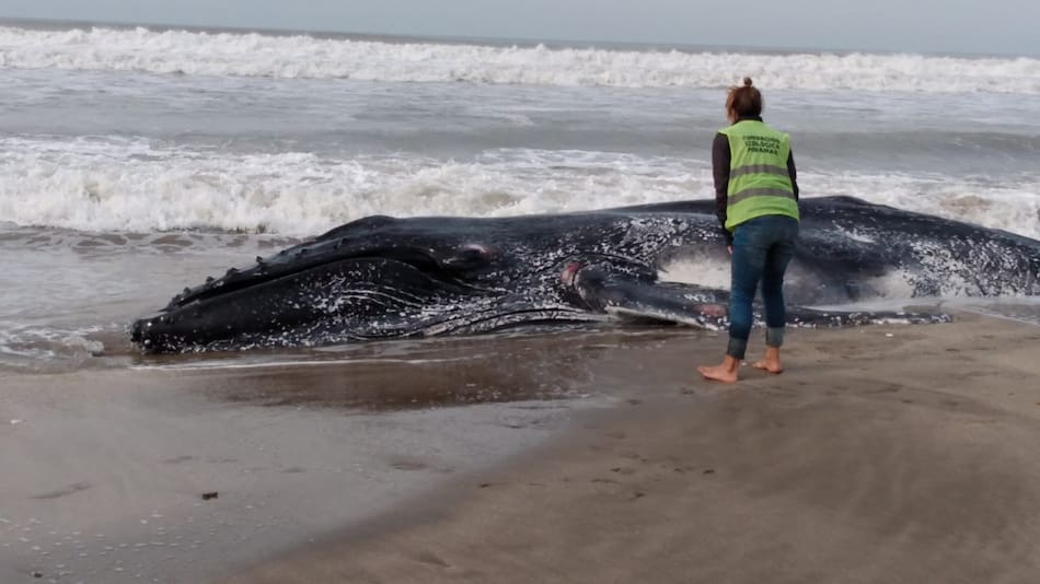 Ballenas jorobadas muertas. Foto: redes sociales