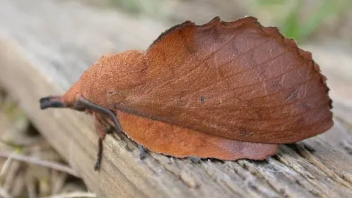 La mariposa hoja seca, conocida científicamente como Gastropacha quercifolia.