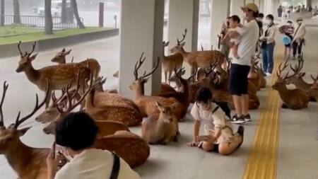 Ciervos se refugian de la lluvia. Foto: captura.