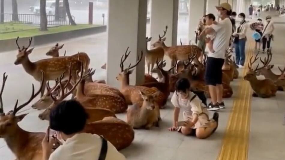 Ciervos se refugian de la lluvia. Foto: captura.