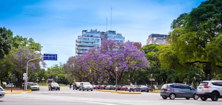 El árbol jacarandá, presente en CABA. Foto: Gobierno de la Ciudad.