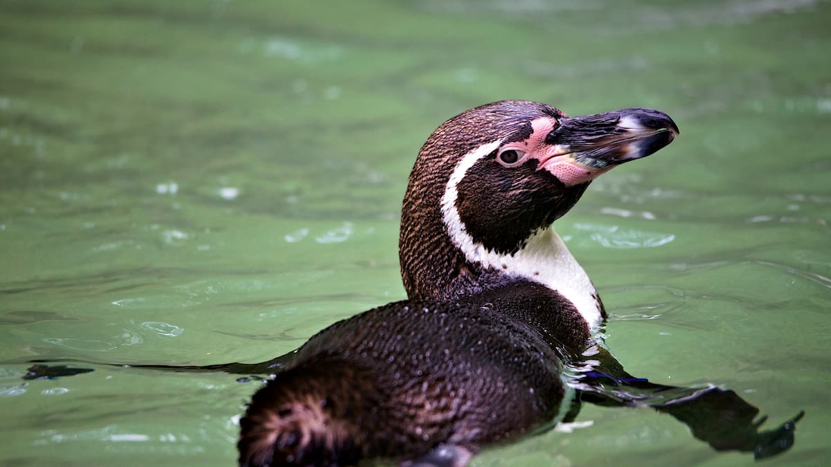 No vive en la Antártida: así es el llamativo pingüino de Sudamérica que fue declarado Monumento Natural