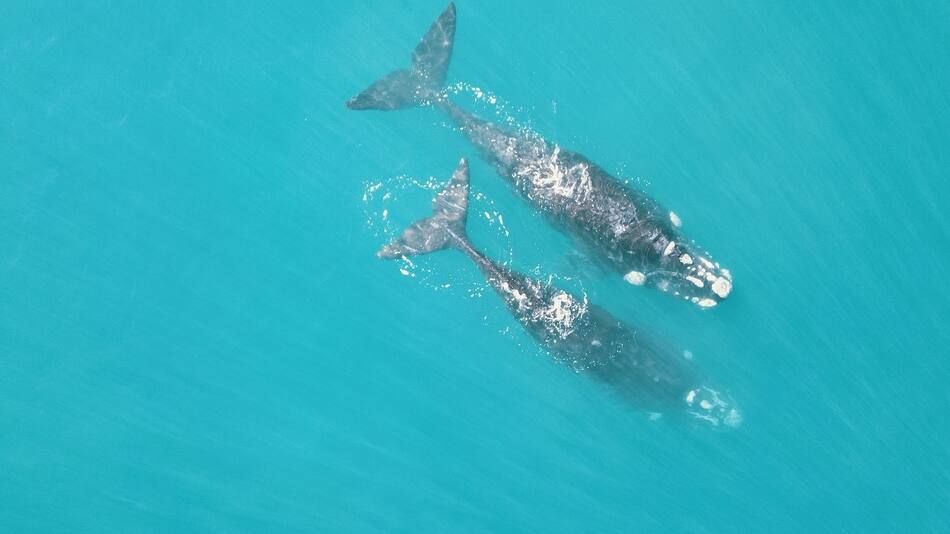 Ballena. Foto: Rewilding Argentina.