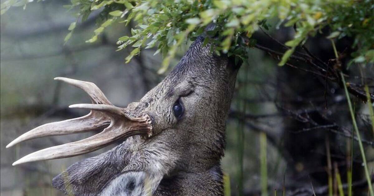 Baca Animal Desesperación entre expertos: un animal que solo vive en Argentina y ...