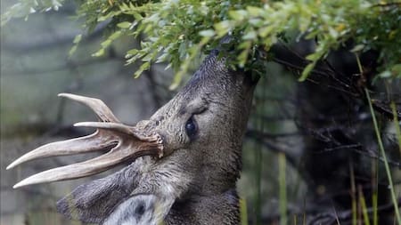 Un huemul fotografiado en la Patagonia. Foto: EFE