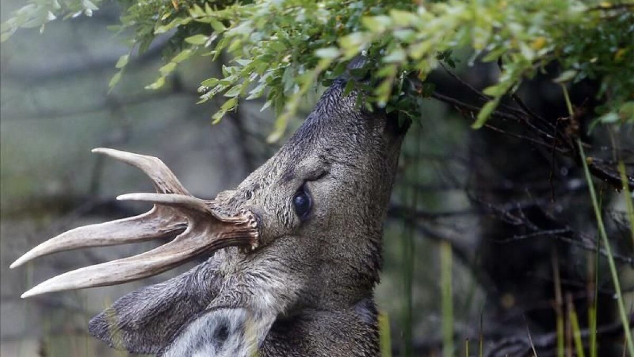 Un huemul fotografiado en la Patagonia. Foto: EFE