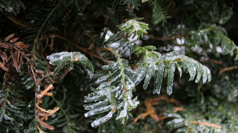 Cómo proteger las plantas del impacto de las heladas: los cuidados necesarios ante las bajas temperaturas.
