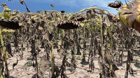 Crisis climática: el pasado mes de marzo fue el segundo más cálido registrado a nivel global. NA