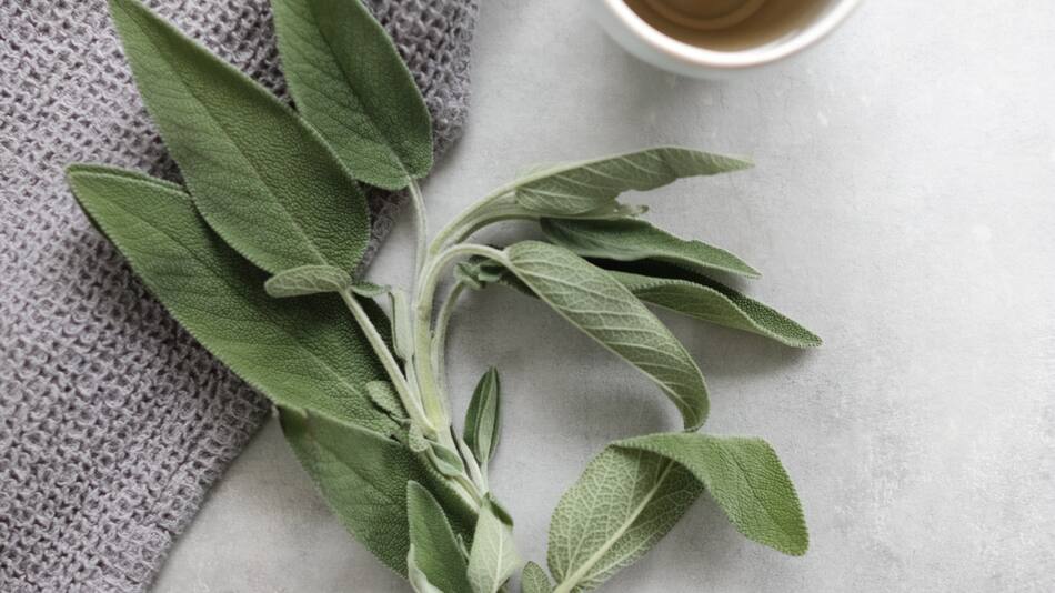 Té de salvia. Foto: Unsplash.