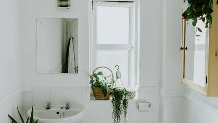 La planta que hay que tener en el baño. Foto Unsplash