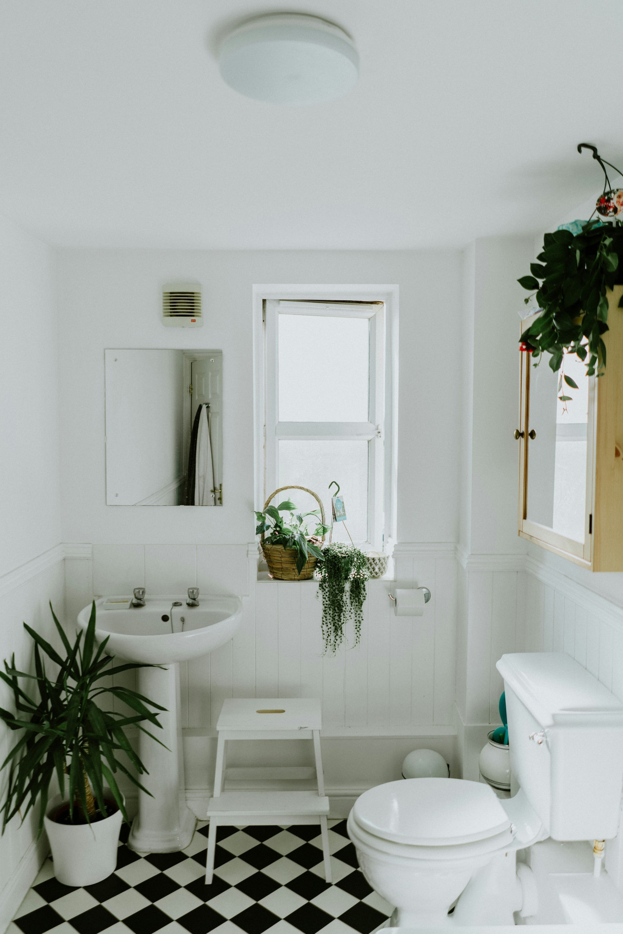 La planta que hay que tener en el baño. Foto Unsplash