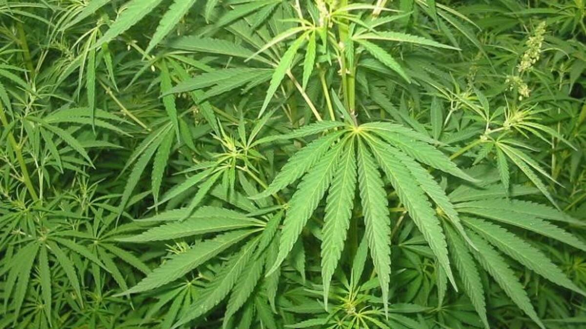 Marihuana - California