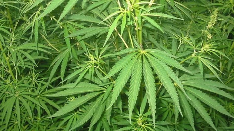 Marihuana - California