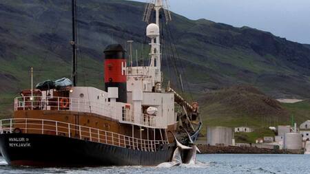 Caza de ballenas en Islandia. Foto: Reuters