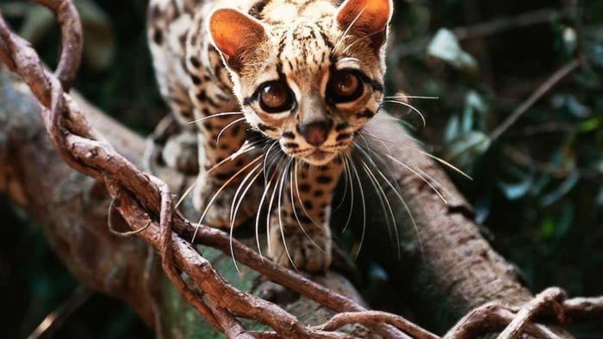 El margay. Foto: X