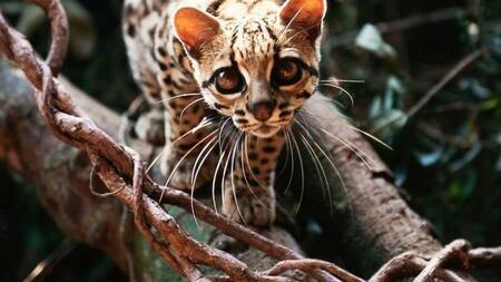 El margay. Foto: X