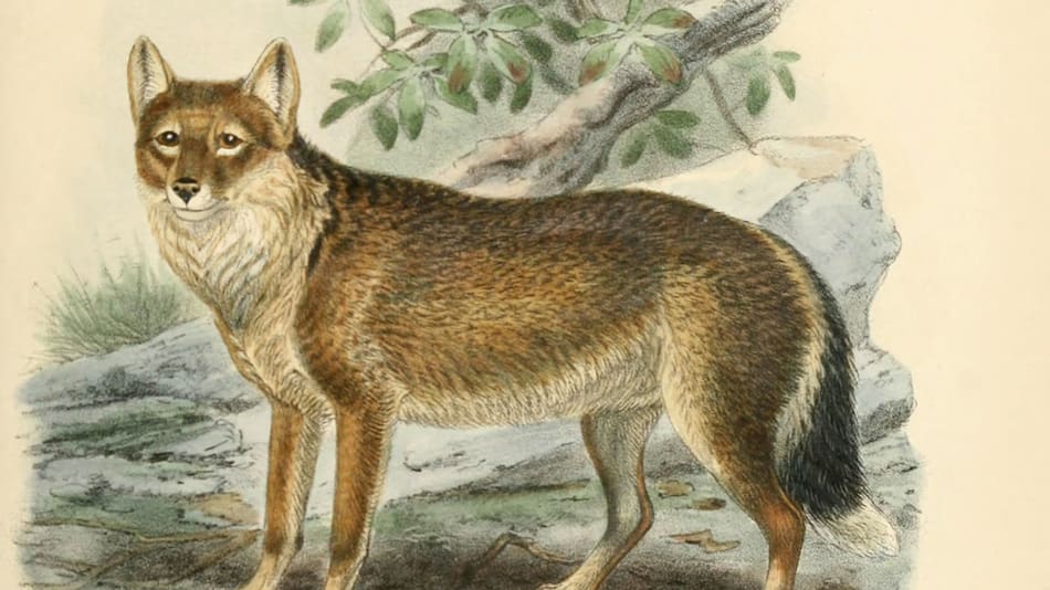 El lobo extinto