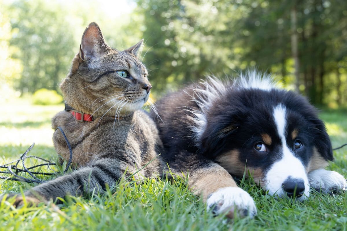 Convivencia entre gatos y perros. Foto: Unsplash.
