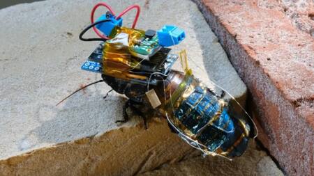 Cucaracha ciborg. Foto: X.