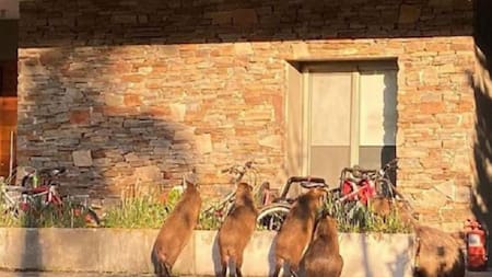 Alarma en Nordelta por la invasión de carpinchos