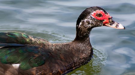 Cairina moschata, ave conocida como "pato criollo".