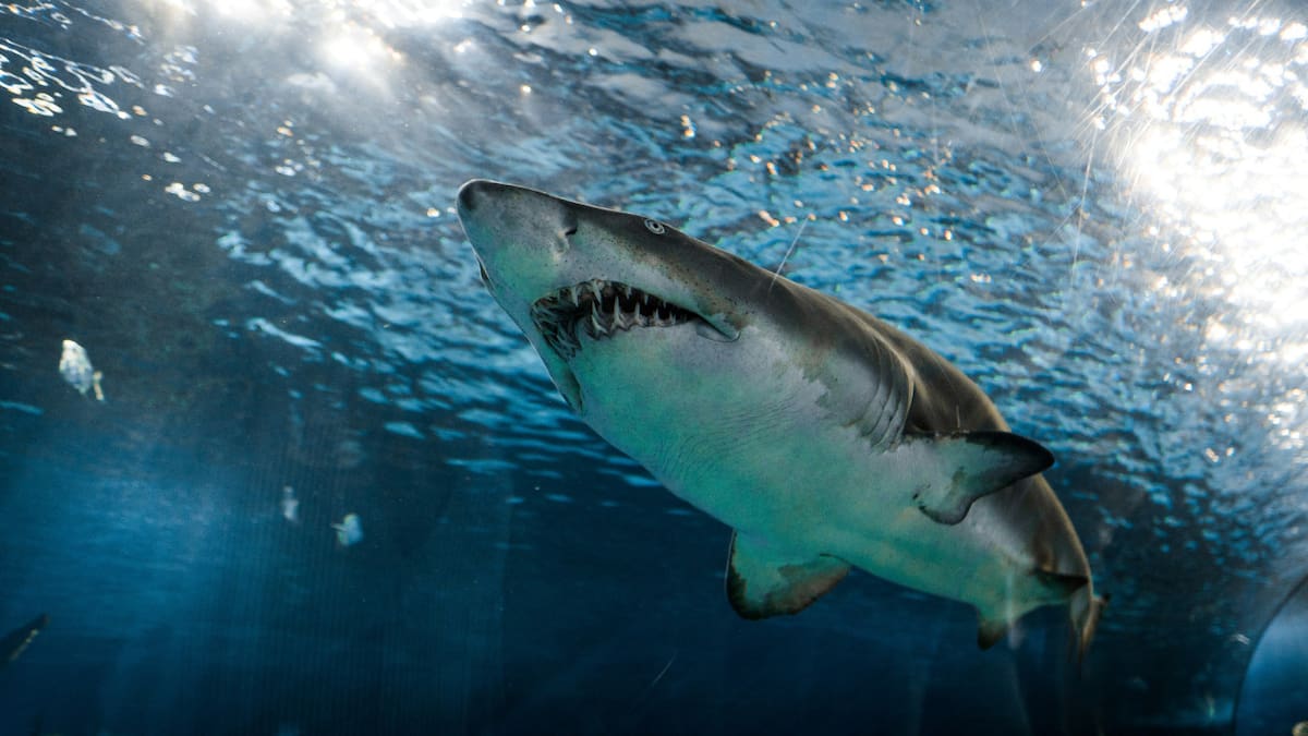 Tiburón blanco. Foto: Unsplash