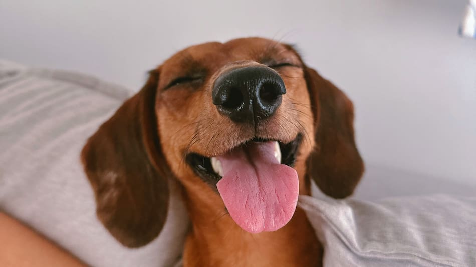 Cómo se despide un perro.