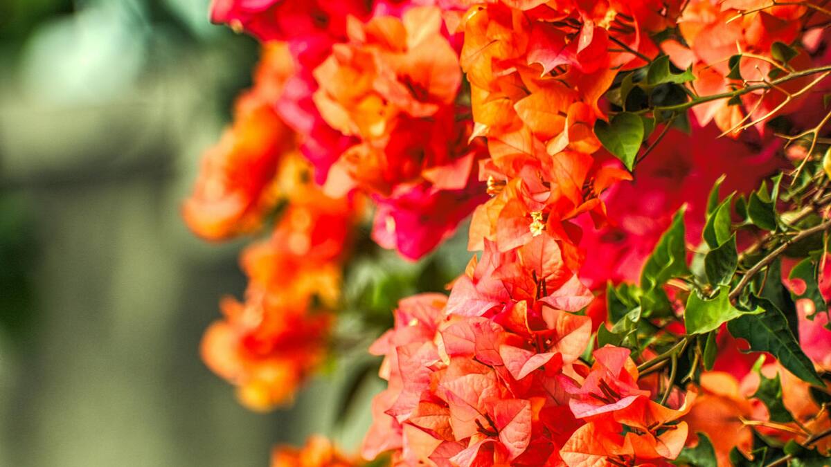 Flores de la planta Santa Rita. Foto: Pexels.